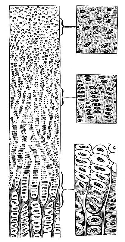 人体软骨结缔组织在软骨内成骨(骨生长)阶段的医学插图- 19世纪